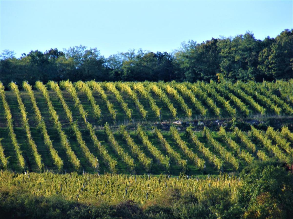 Tokaj Hill Panorama Guesthouse Szerencs Dış mekan fotoğraf