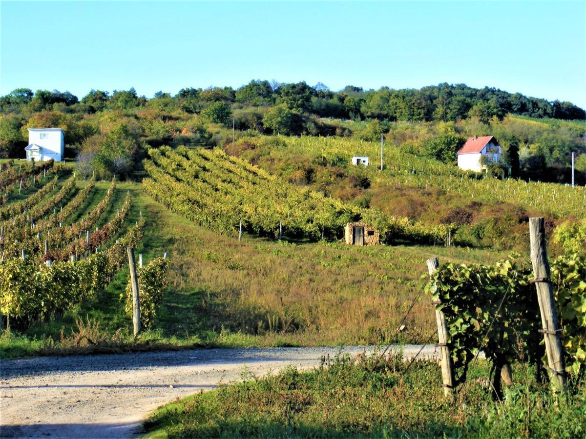 Tokaj Hill Panorama Guesthouse Szerencs Dış mekan fotoğraf